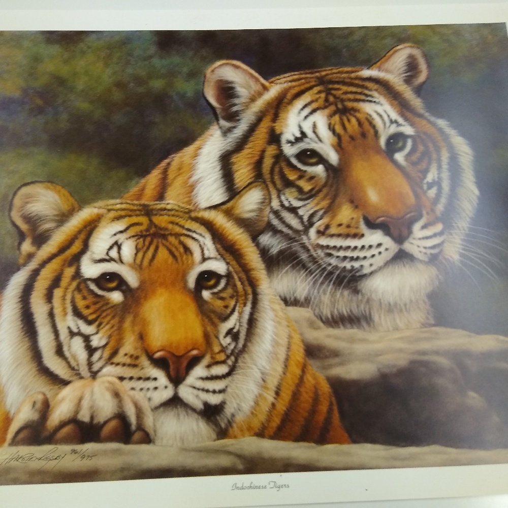 Indochinese Tigers by Harold Rigsby 961/975 Signed